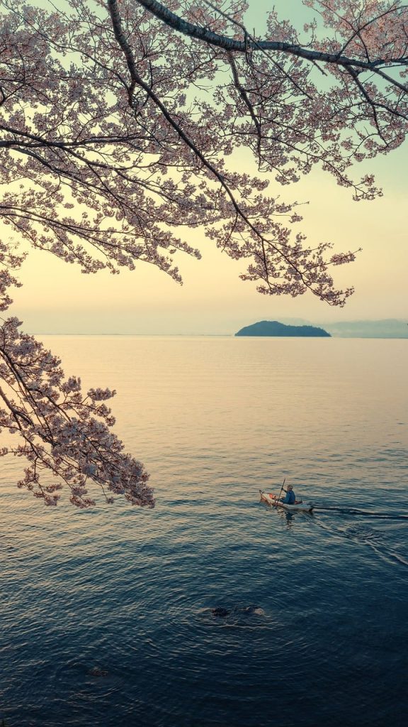 landscape, lake, lake biwa, island, spring, sakura, canoe, early morning, nature, japan-9802950.jpg