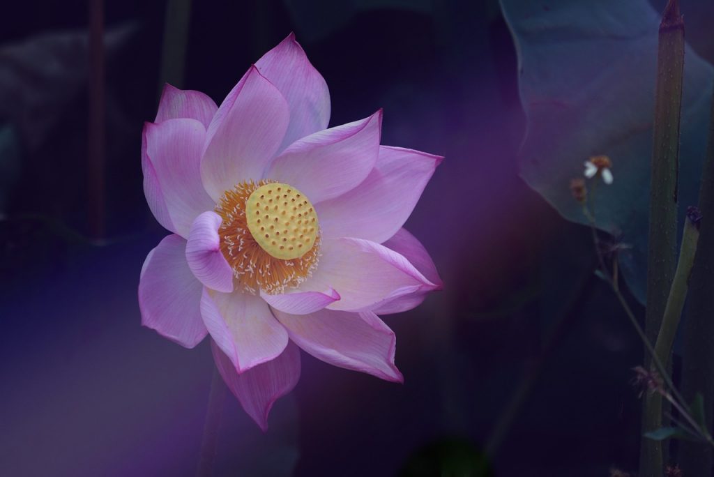 flower, flower background, lotus, beautiful flowers, zen, nature, leaves, plants, flower wallpaper, blossom-5292556.jpg