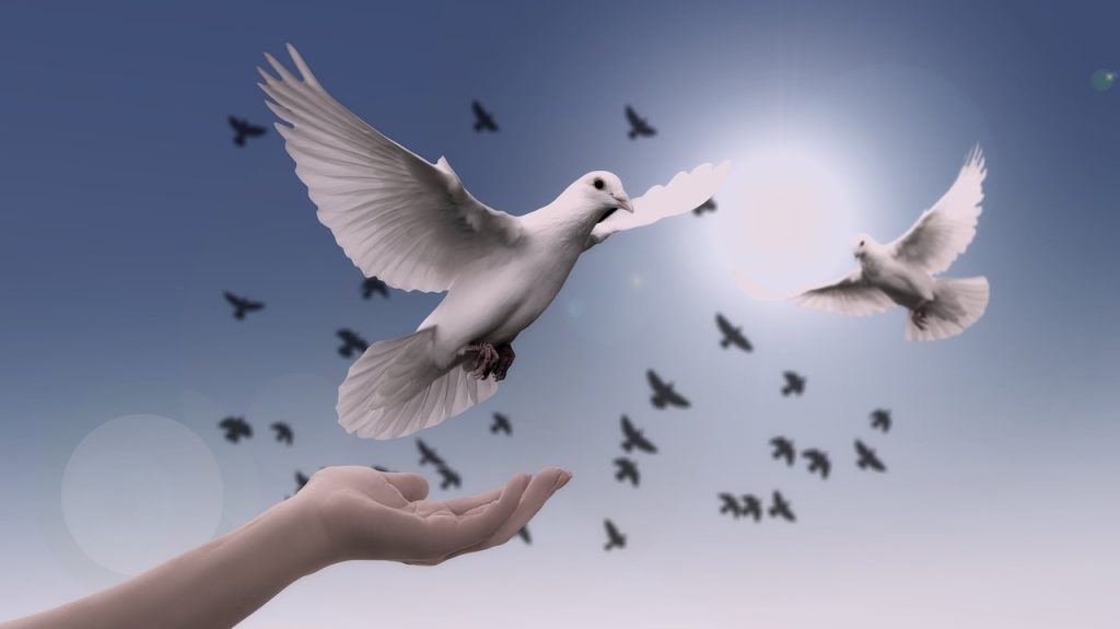 christmas background, dove, peace, freedom, birds, faith, nature, spirituality, trust, prayer-3426187.jpg